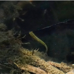 Galaxias olidus at Cotter River, ACT - 20 Feb 2021