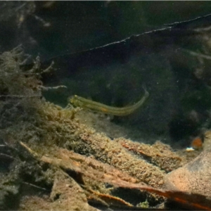 Galaxias olidus at Cotter River, ACT - 20 Feb 2021