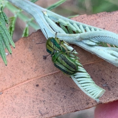 Calomela vittata (Acacia leaf beetle) at Murrumbateman, NSW - 20 Feb 2021 by SimoneC