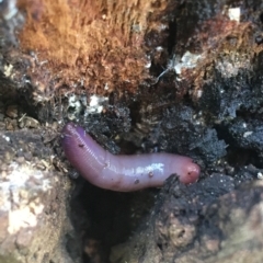 Oligochaeta (class) (Unidentified earthworm) at Acton, ACT - 20 Feb 2021 by NedJohnston