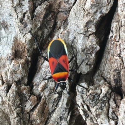 Dindymus versicolor (Harlequin Bug) at Tharwa, ACT - 18 Feb 2021 by Ned_Johnston