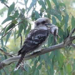 Dacelo novaeguineae (Laughing Kookaburra) at Red Hill Nature Reserve - 20 Feb 2021 by JackyF