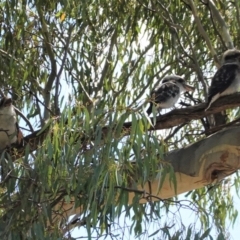 Dacelo novaeguineae at Deakin, ACT - 20 Feb 2021