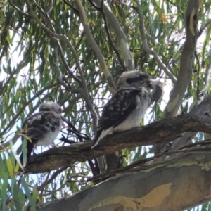 Dacelo novaeguineae at Deakin, ACT - 20 Feb 2021 02:58 PM