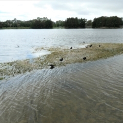 Yerrabi Pond