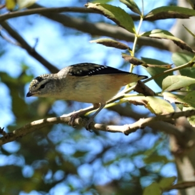 Pardalotus punctatus (Spotted Pardalote) at Red Hill Nature Reserve - 20 Feb 2021 by JackyF