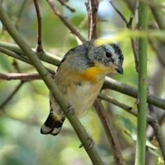 Pardalotus punctatus at Deakin, ACT - 20 Feb 2021