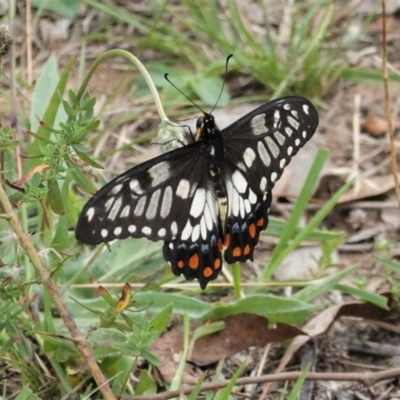 Papilio anactus (Dainty Swallowtail) at Red Hill Nature Reserve - 18 Feb 2021 by JackyF