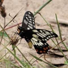 Papilio anactus at Hughes, ACT - 18 Feb 2021