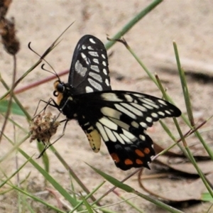 Papilio anactus at Hughes, ACT - 18 Feb 2021 11:40 AM