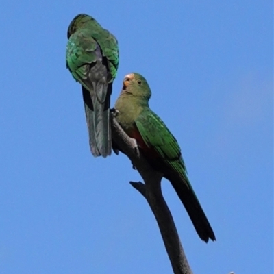 Alisterus scapularis (Australian King-Parrot) at Red Hill to Yarralumla Creek - 14 Feb 2021 by JackyF