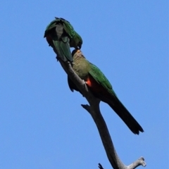 Alisterus scapularis at Deakin, ACT - 15 Feb 2021 10:22 AM