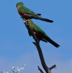 Alisterus scapularis at Deakin, ACT - 15 Feb 2021