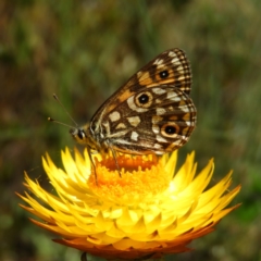 Oreixenica orichora (Spotted Alpine Xenica) at Cotter River, ACT - 20 Feb 2021 by MatthewFrawley