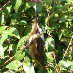 Acanthorhynchus tenuirostris (Eastern Spinebill) at Hughes, ACT - 13 Feb 2021 by JackyF