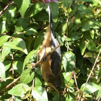 Acanthorhynchus tenuirostris (Eastern Spinebill) at Hughes, ACT - 13 Feb 2021 by JackyF