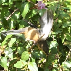 Acanthorhynchus tenuirostris at Hughes, ACT - 13 Feb 2021