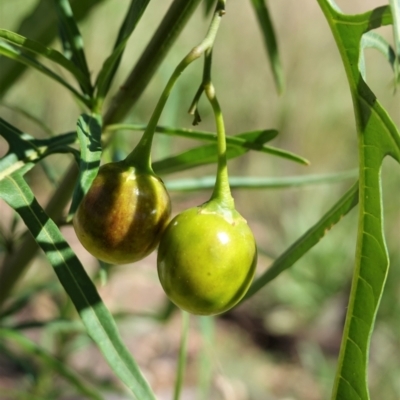 Solanum linearifolium (Kangaroo Apple) at Hughes Grassy Woodland - 20 Feb 2021 by JackyF