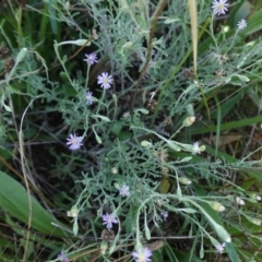 Vittadinia cuneata var. cuneata (Fuzzy New Holland Daisy) at Hughes Grassy Woodland - 20 Feb 2021 by JackyF