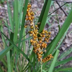 Lomandra longifolia (Spiny-headed Mat-rush, Honey Reed) at Red Hill Nature Reserve - 20 Feb 2021 by JackyF