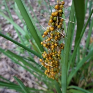 Lomandra longifolia at Deakin, ACT - 20 Feb 2021 02:48 PM