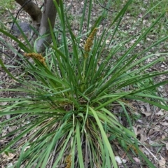 Lomandra longifolia at Deakin, ACT - 20 Feb 2021 02:48 PM