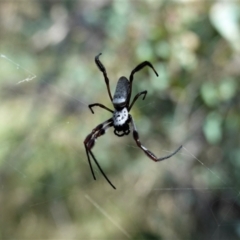 Trichonephila edulis (Golden orb weaver) at Deakin, ACT - 20 Feb 2021 by JackyF