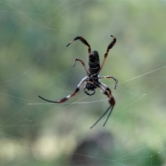 Trichonephila edulis at Deakin, ACT - 20 Feb 2021