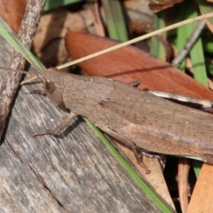 Goniaea opomaloides (Mimetic Gumleaf Grasshopper) at Mongarlowe, NSW - 19 Feb 2021 by LisaH