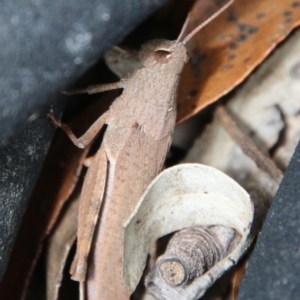 Goniaea opomaloides at Mongarlowe, NSW - 19 Feb 2021