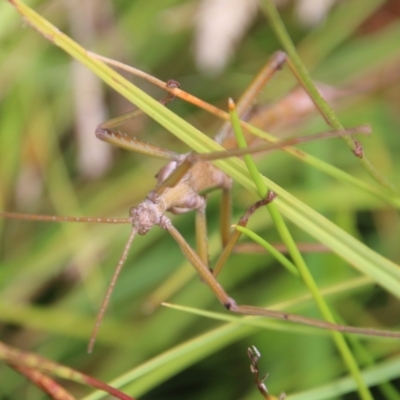Podacanthus viridiroseus (Red-winged stick insect) at Mongarlowe River - 19 Feb 2021 by LisaH