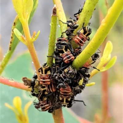 Eurymeloides pulchra (Gumtree hopper) at Red Hill Nature Reserve - 16 Feb 2021 by JackyF