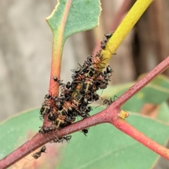 Eurymeloides pulchra at Hughes, ACT - 17 Feb 2021