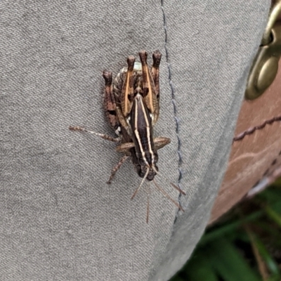 Phaulacridium vittatum (Wingless Grasshopper) at Red Hill Nature Reserve - 17 Feb 2021 by JackyF