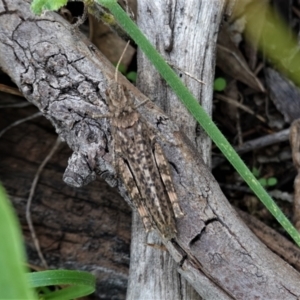 Acrididae sp. (family) at Hughes, ACT - 13 Feb 2021 03:00 PM