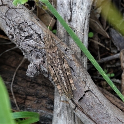 Acrididae sp. (family) (Unidentified Grasshopper) at Hughes, ACT - 13 Feb 2021 by JackyF