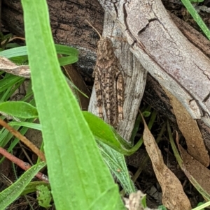 Acrididae sp. (family) at Hughes, ACT - 13 Feb 2021 03:00 PM