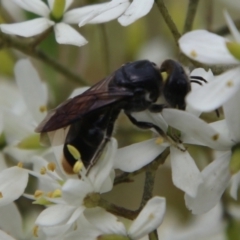 Euryglossa terminata (Native bee) at QPRC LGA - 19 Feb 2021 by LisaH