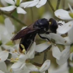 Euryglossa terminata (Native bee) at Mongarlowe, NSW - 19 Feb 2021 by LisaH