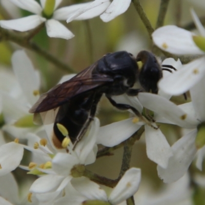 Euryglossa terminata (Native bee) at Mongarlowe River - 19 Feb 2021 by LisaH