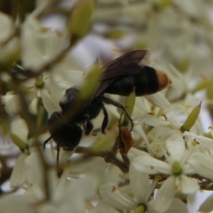 Euryglossa terminata at QPRC LGA - suppressed