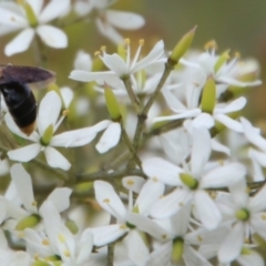 Euryglossa terminata at QPRC LGA - 19 Feb 2021