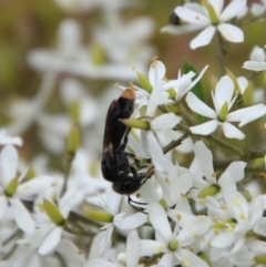 Euryglossa terminata at QPRC LGA - suppressed