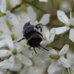 Euryglossa terminata at QPRC LGA - suppressed