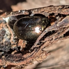 Chrysolina quadrigemina (Greater St Johns Wort beetle) at Hughes, ACT - 14 Feb 2021 by JackyF