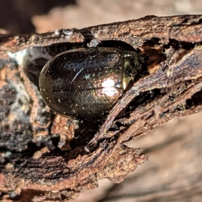 Chrysolina quadrigemina (Greater St Johns Wort beetle) at Hughes, ACT - 14 Feb 2021 by JackyF