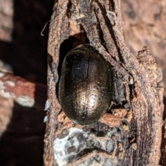 Chrysolina quadrigemina at Hughes, ACT - 14 Feb 2021 02:29 PM