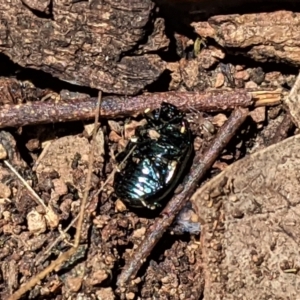 Chrysolina quadrigemina at Hughes, ACT - 14 Feb 2021 02:29 PM