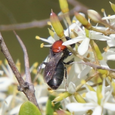 Lasioglossum (Callalictus) callomelittinum (Halictid bee) at QPRC LGA - 19 Feb 2021 by LisaH