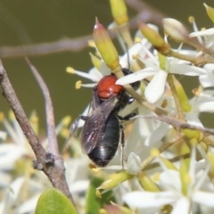 Lasioglossum (Callalictus) callomelittinum (Halictid bee) at Mongarlowe, NSW - 19 Feb 2021 by LisaH